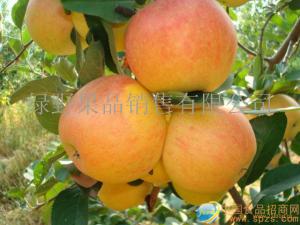 ƻ apple